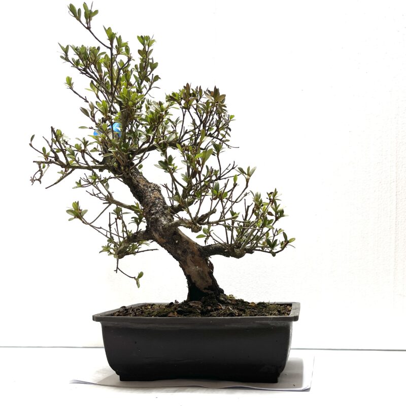 Azalea bonsai Giapponese . · Bonsaki