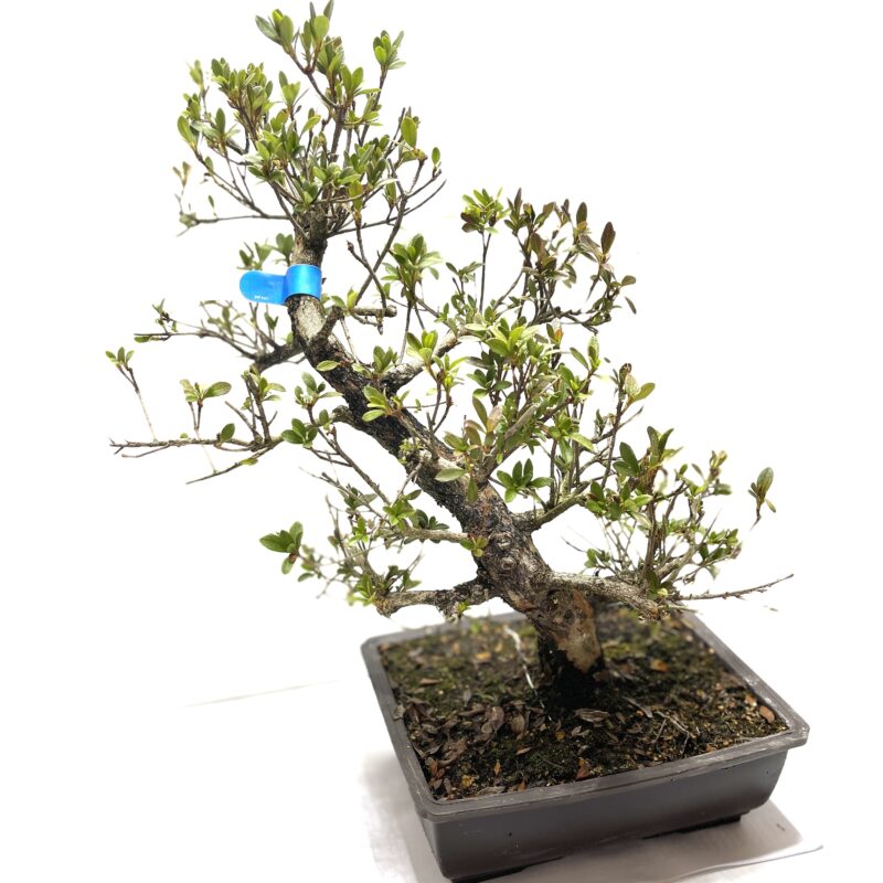Azalea bonsai Giapponese . · Bonsaki