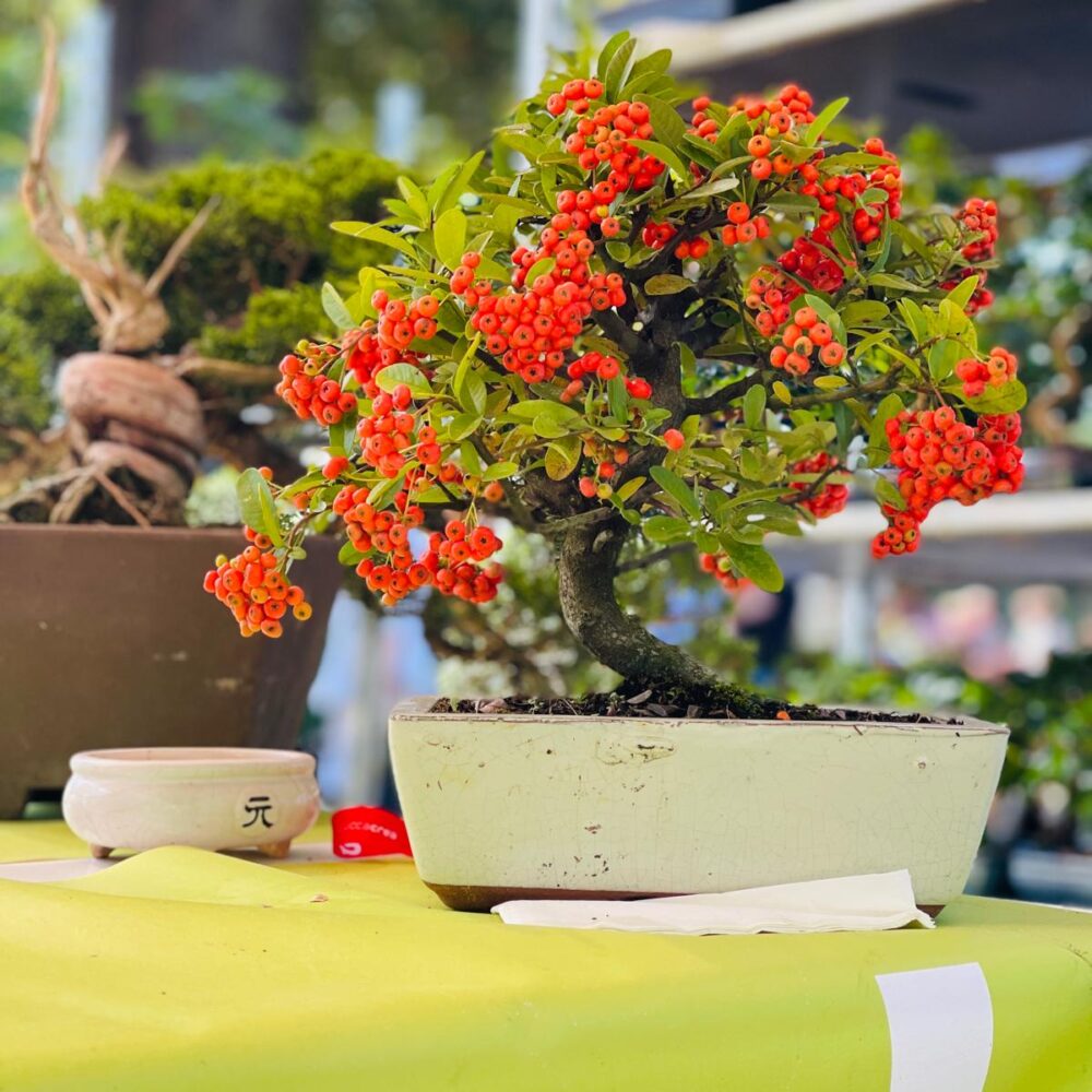 pyracantha